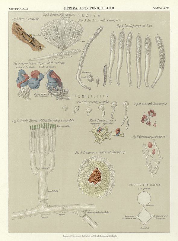 Peziza és Penicillium alkotó: English School