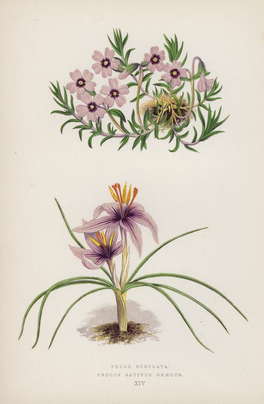 Phlox Subulata; Crocus Sativus Greecus (színes litho) alkotó: English School