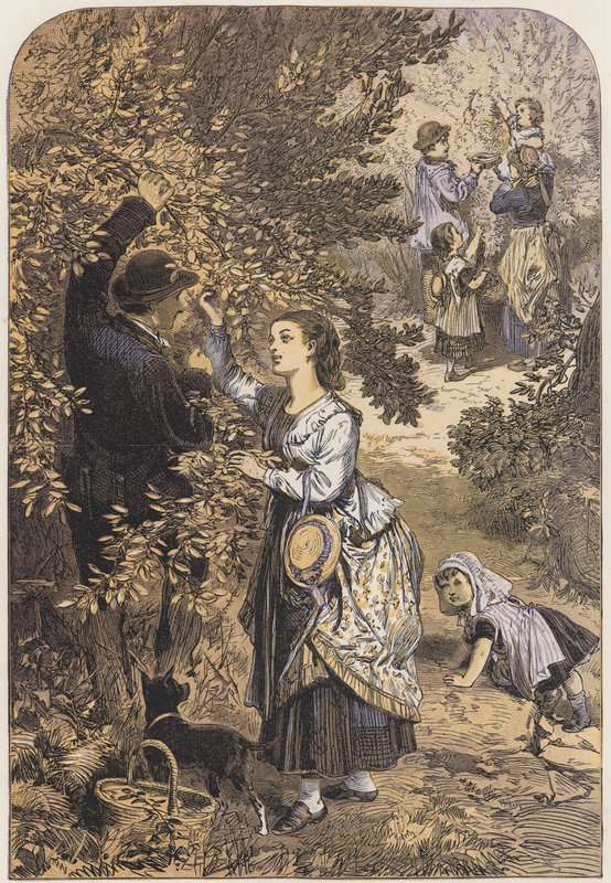 Diószedés (színes litográfia) alkotó: English School