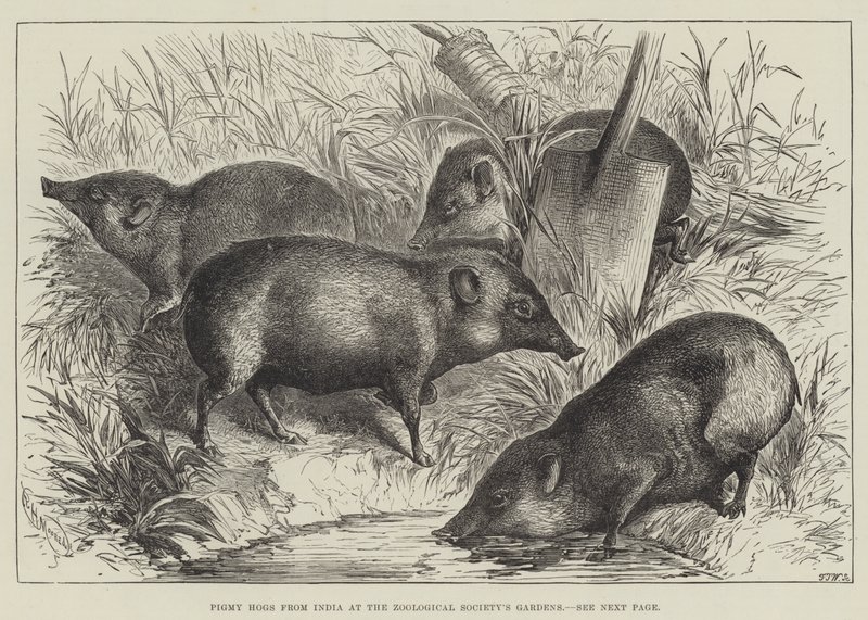 Pigmy Hogs Indiából a Zoological Society