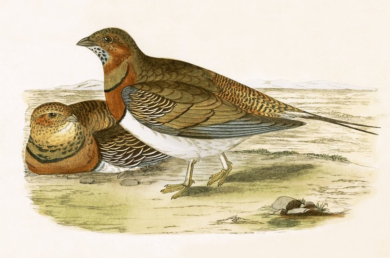 Pin Tailed Sand Grouse, illusztrációja Charles Robert Bree (1811-86) „A History of the Birds of the Birds of Europe Not Observed in the British Isles” című könyvéből, 1867-ben megjelent alkotó: English School