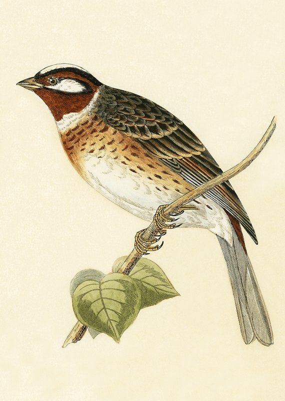 Fenyőszalonka, illusztráció Charles Robert Bree (1811-86) "A History of the Birds of Europe Not Observed in the British Isles" című, 1867-ben megjelent művéből. alkotó: English School
