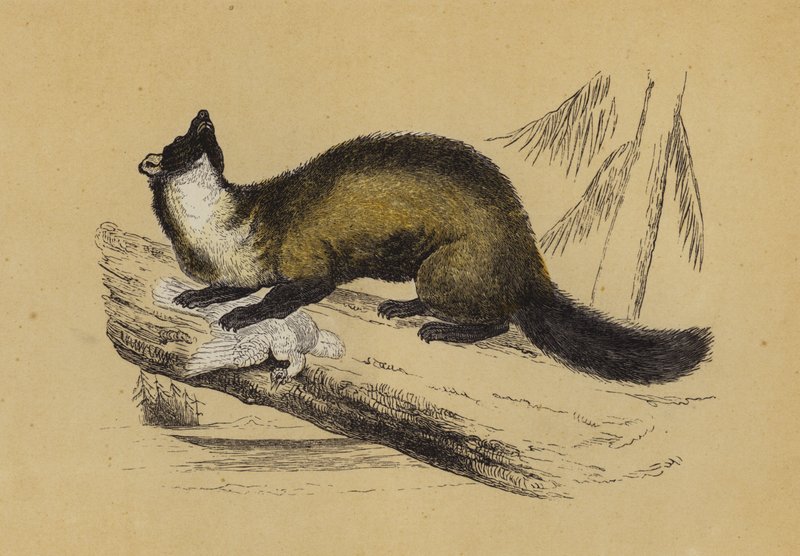 Pine Marten (színes litográfia) alkotó: English School