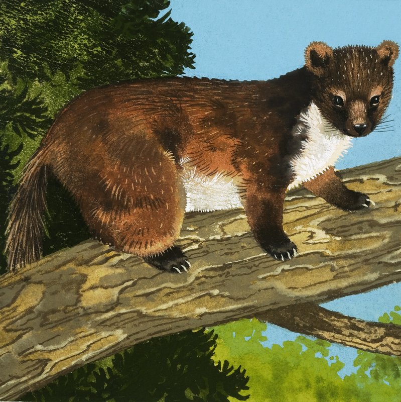 Pine Marten alkotó: English School
