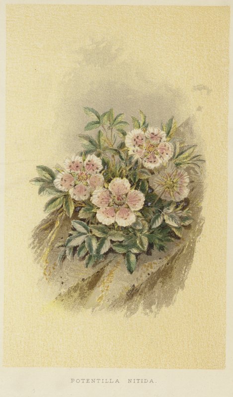 Rózsaszín cinquefoil alkotó: English School