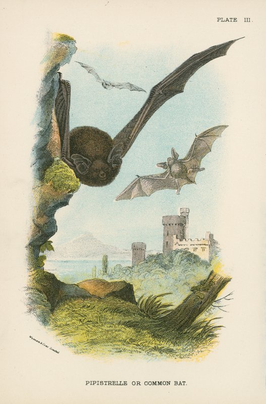 Pipistrelle vagy közönséges denevér alkotó: English School