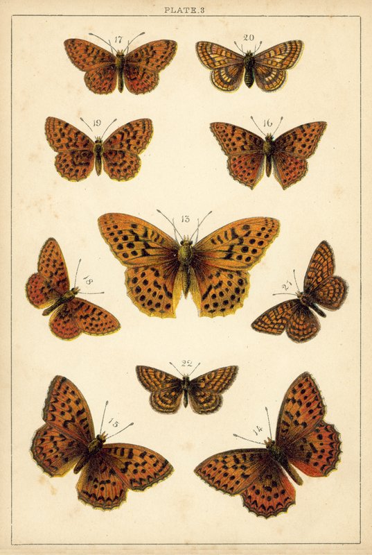Tányér hazánk lepkéiből és lepkéiből (chromolitho) alkotó: English School