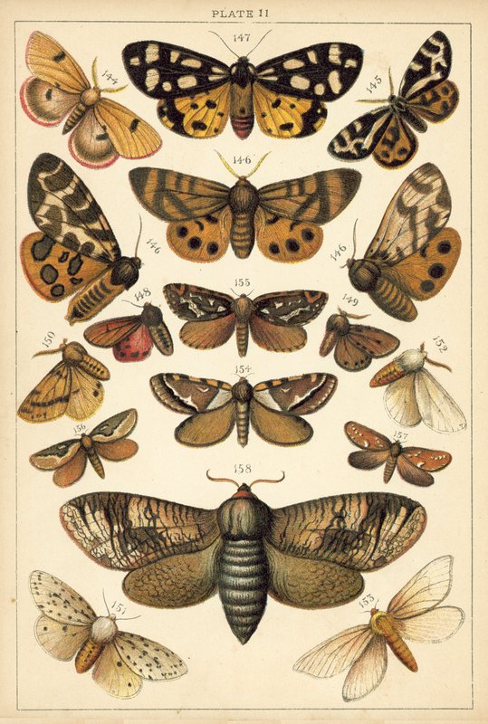Tányér hazánk lepkéiből és lepkéiből (chromolitho) alkotó: English School