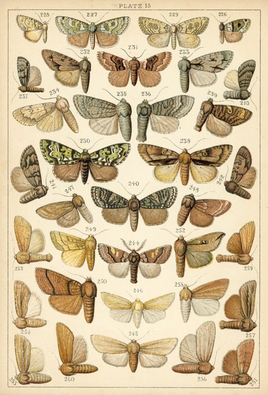 Tányér hazánk lepkéiből és lepkéiből (chromolitho) alkotó: English School