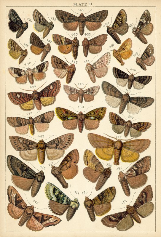 Tányér hazánk lepkéiből és lepkéiből (chromolitho) alkotó: English School