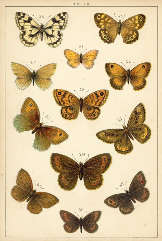 Tányér hazánk lepkéiből és lepkéiből (chromolitho) alkotó: English School