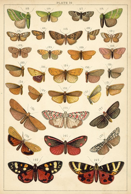 Tányér hazánk lepkéiből és lepkéiből (chromolitho) alkotó: English School