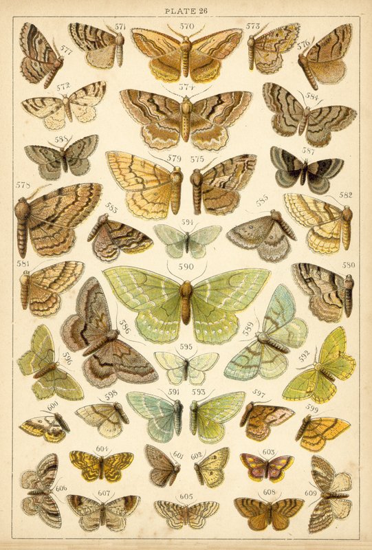 Tányér hazánk lepkéiből és lepkéiből (chromolitho) alkotó: English School