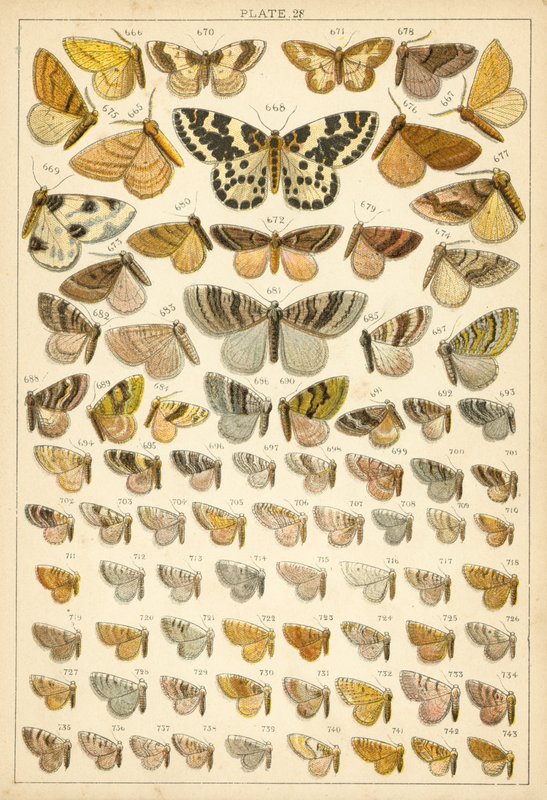 Tányér hazánk lepkéiből és lepkéiből (chromolitho) alkotó: English School