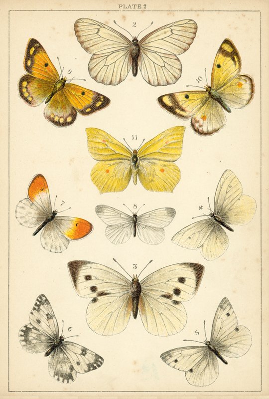 Tányér hazánk lepkéiből és lepkéiből (chromolitho) alkotó: English School