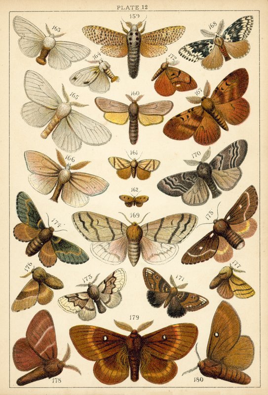 Tányér hazánk lepkéiből és lepkéiből (chromolitho) alkotó: English School