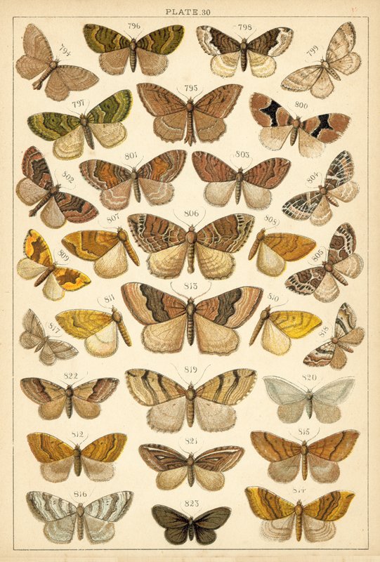 Tányér hazánk lepkéiből és lepkéiből (chromolitho) alkotó: English School