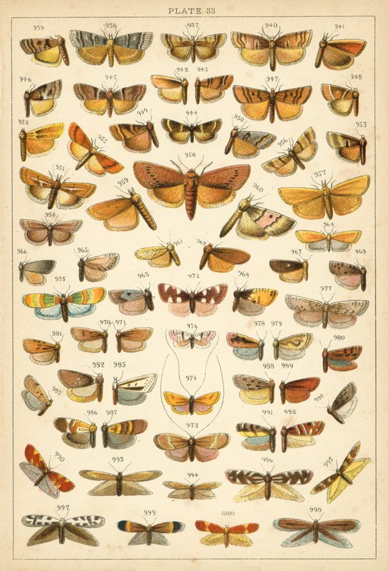 Tányér hazánk lepkéiből és lepkéiből (chromolitho) alkotó: English School