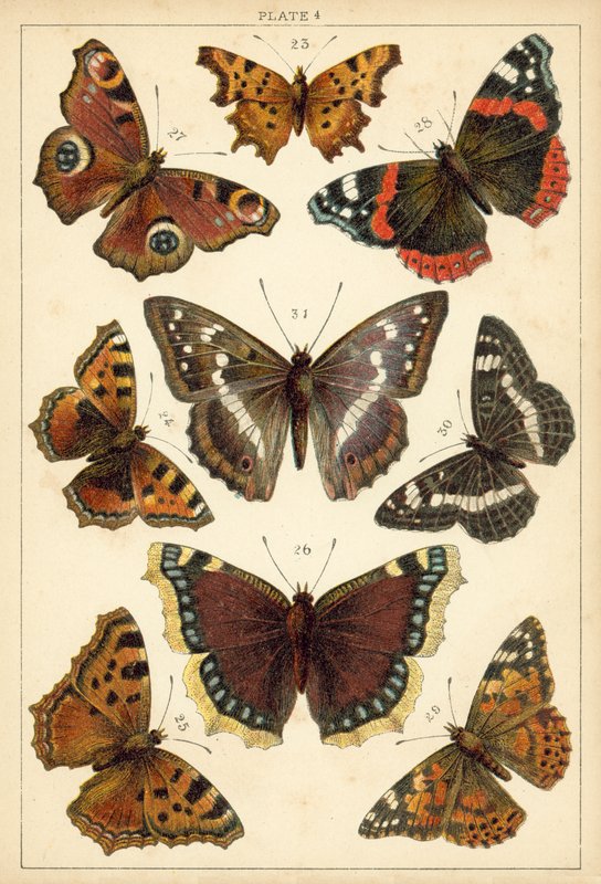 Tányér hazánk lepkéiből és lepkéiből (chromolitho) alkotó: English School