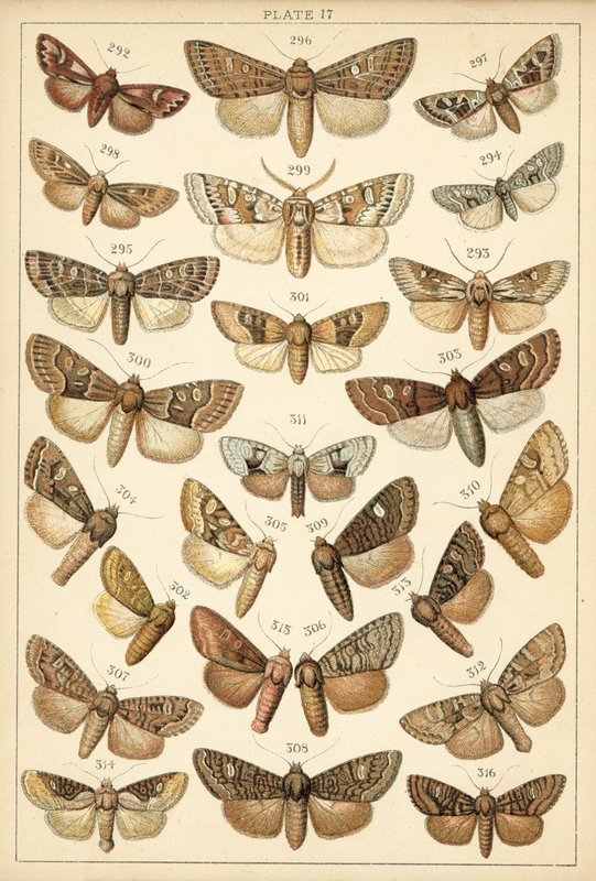Tányér hazánk lepkéiből és lepkéiből (chromolitho) alkotó: English School