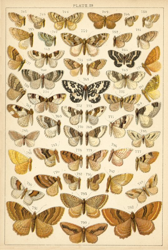 Tányér hazánk lepkéiből és lepkéiből (chromolitho) alkotó: English School