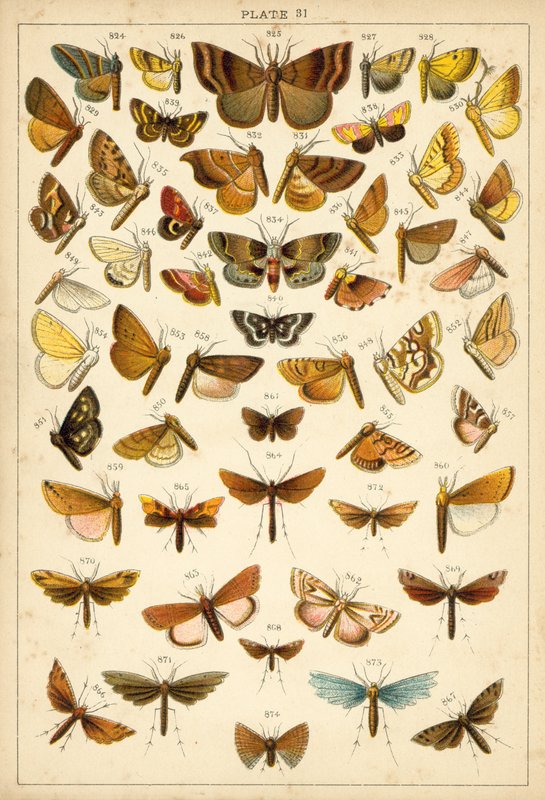 Tányér hazánk lepkéiből és lepkéiből (chromolitho) alkotó: English School
