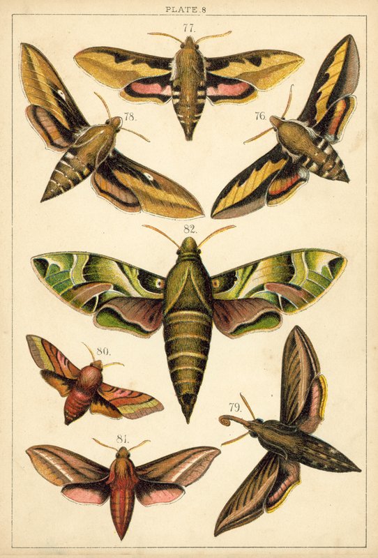 Tányér hazánk lepkéiből és lepkéiből (chromolitho) alkotó: English School