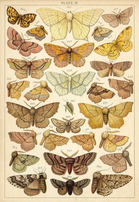 Tányér hazánk lepkéiből és lepkéiből (chromolitho) alkotó: English School
