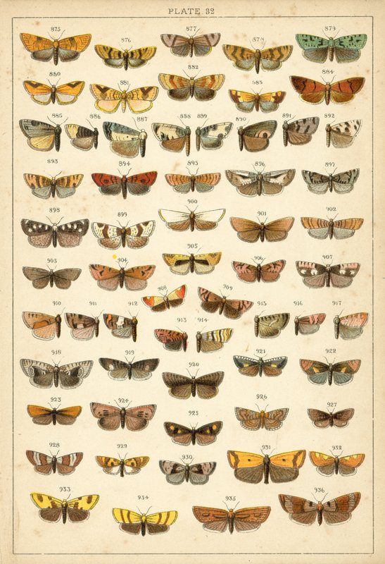 Tányér hazánk lepkéiből és lepkéiből (chromolitho) alkotó: English School