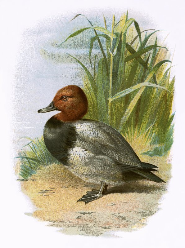 Pochard alkotó: English School