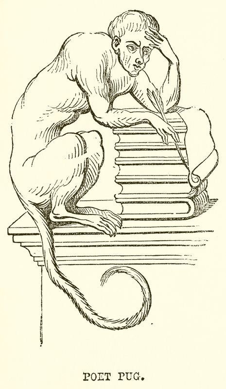 Mopsz költő alkotó: English School