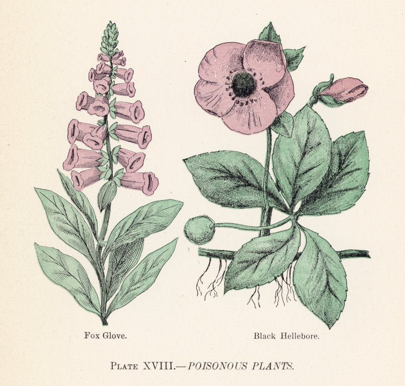 Mérgező növények (színes litho) alkotó: English School