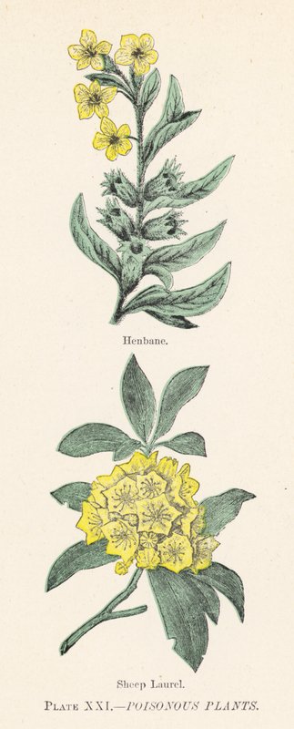 Mérgező növények (színes litho) alkotó: English School