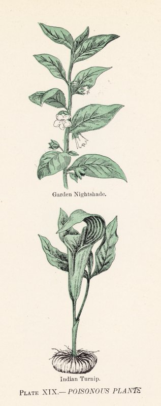 Mérgező növények (színes litho) alkotó: English School