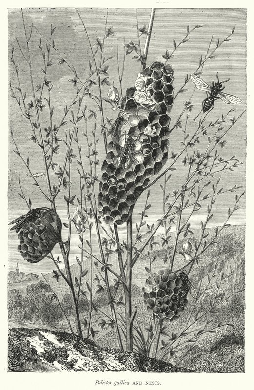 Polistes gallica és fészkek (metszet) alkotó: English School
