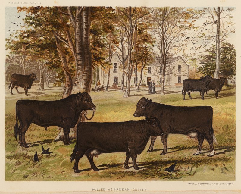 Polled Aberdeen szarvasmarha (színes litográfia) alkotó: English School