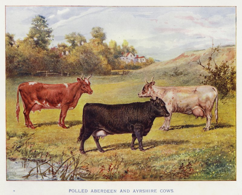 Polled Aberdeen és Ayrshire Cows alkotó: English School