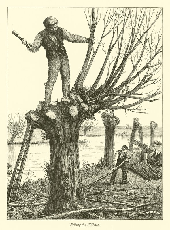 A Willows szavazása alkotó: English School