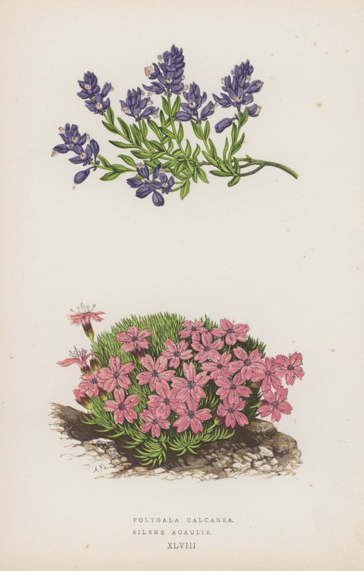 Polygala Calcarea; Silene Acaulis (színes litográfia) alkotó: English School