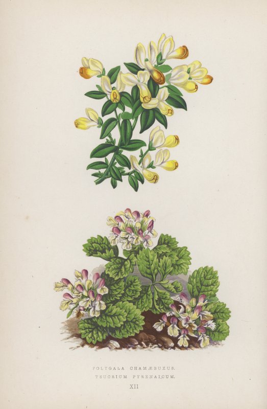 Polygala Chamaebuxus; Teucrium Pyrenaicum (színes litográfia) alkotó: English School