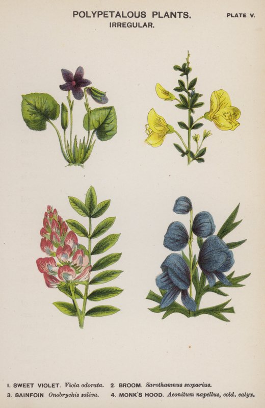 Soklevelű növények, szabálytalanok (színes litho) alkotó: English School