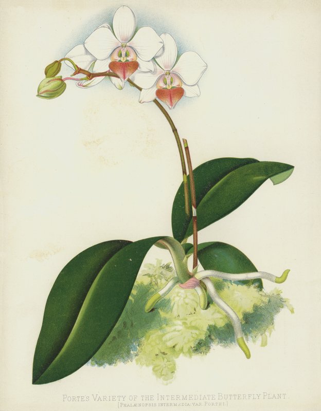 A köztes pillangós növény portes fajtája, Phalaenopsis Intermedia, var Portei alkotó: English School