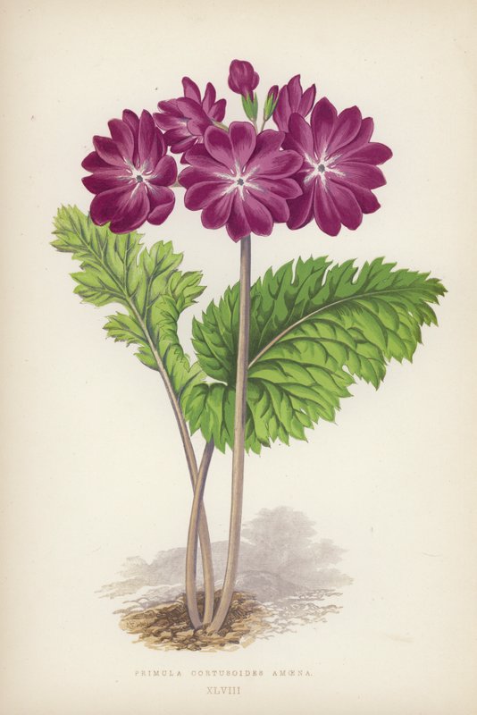 Primula Cortusoides Amoena (színes litho) alkotó: English School