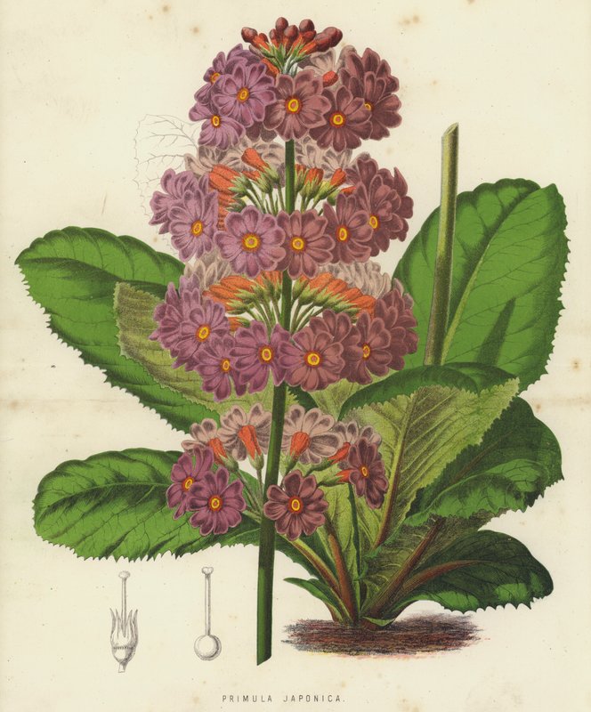 Primula Japonica (chromolitho) alkotó: English School