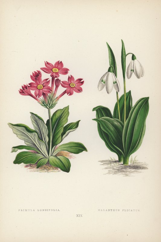 Primula Longifolia; Galanthus Plicatus (színes litó) alkotó: English School