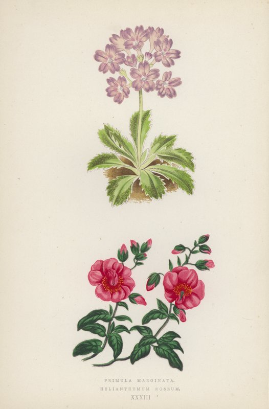 Primula Marginata; Helianthemum Roseum (színes litho) alkotó: English School