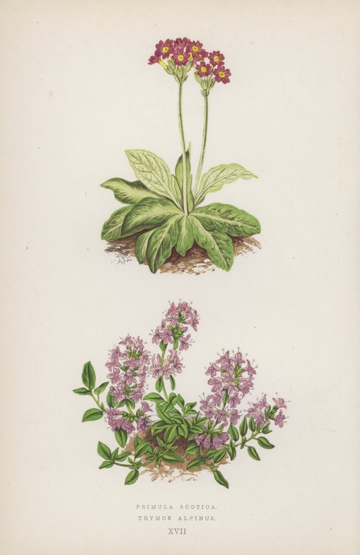 Primula Scotica; Thymus Alpinus (színes litográfia) alkotó: English School
