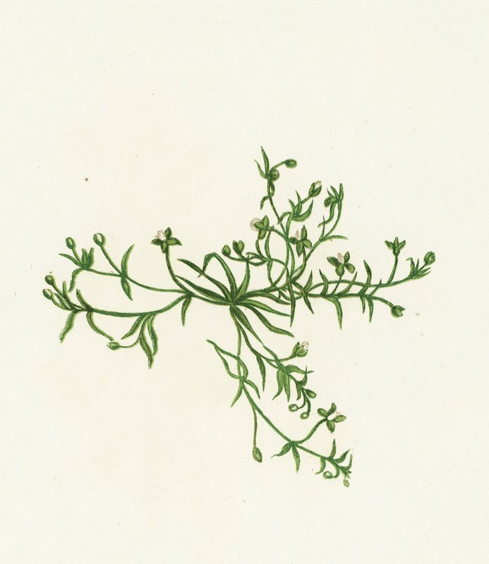 Procumbent Pearl-Wort, Sagina Procumbens alkotó: English School