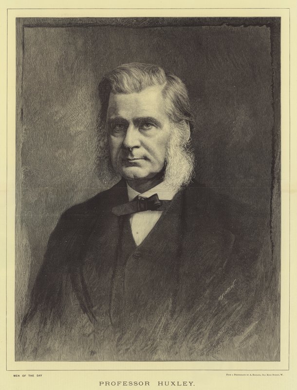 Huxley professzor (metszet) alkotó: English School