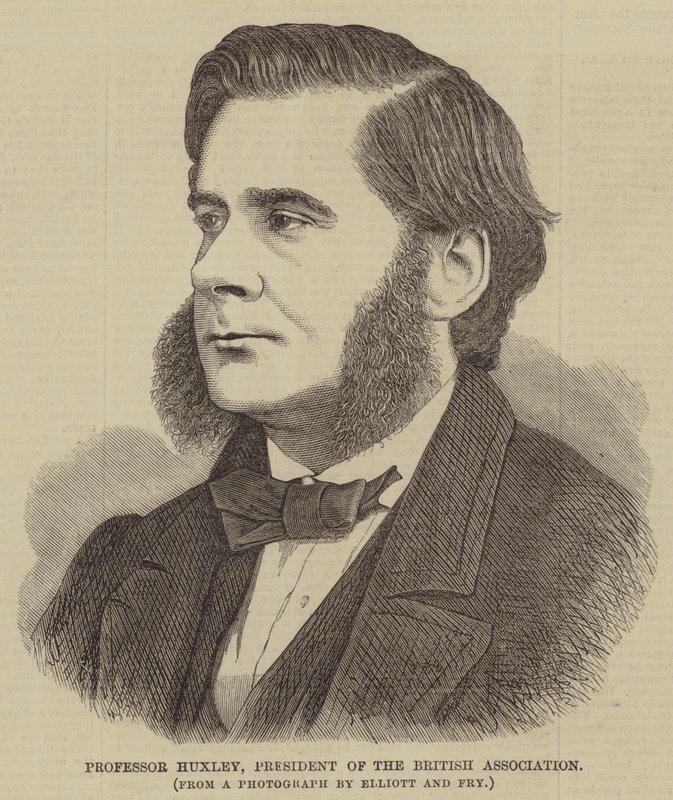 Huxley professzor, a Brit Szövetség elnöke (metszet) alkotó: English School